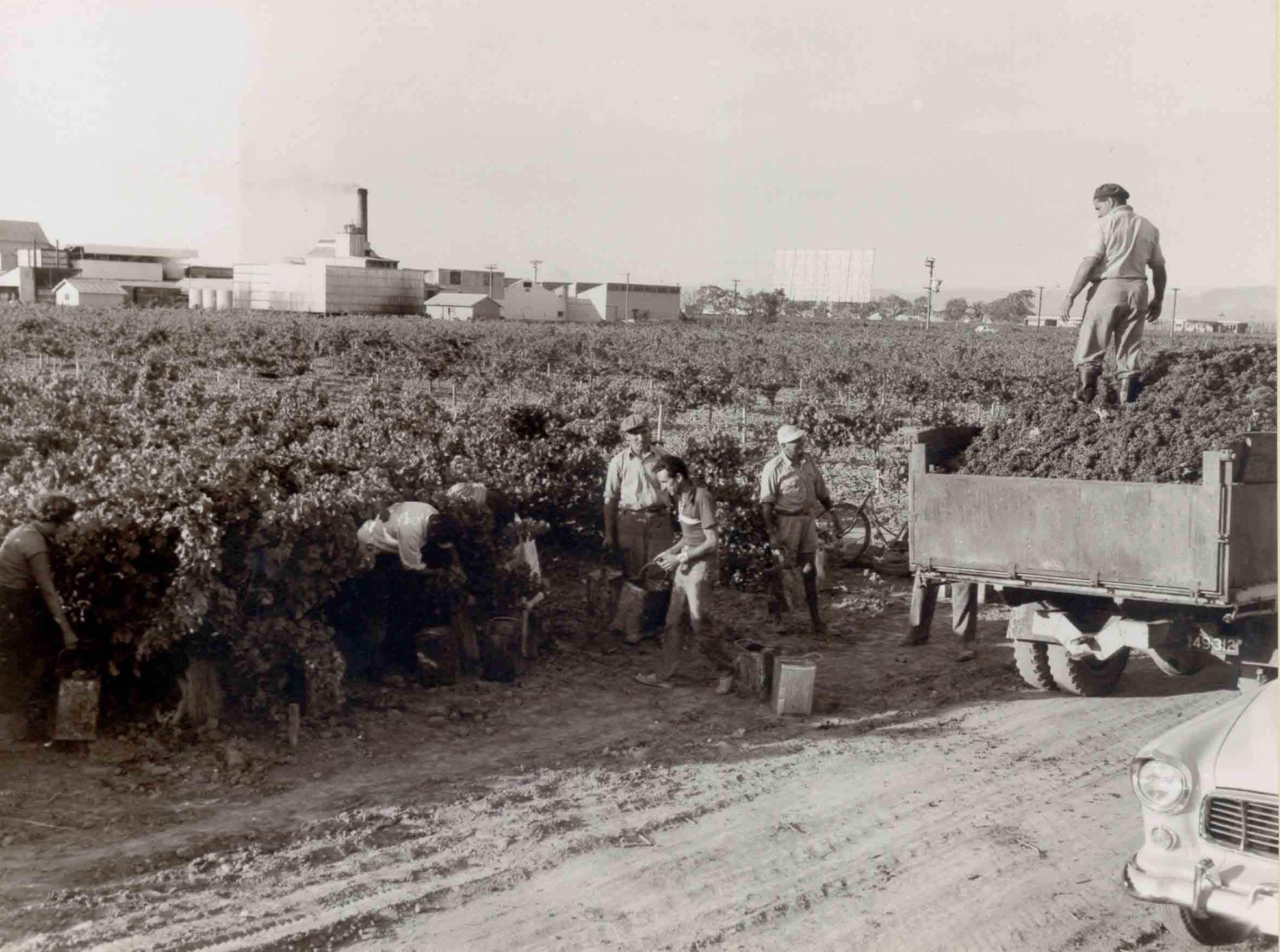 Grenache Grape Picking at Ewell Vineyards 1960s